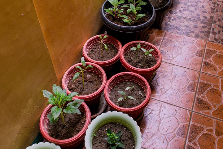 container garden